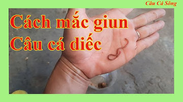 Câu Đài Miền Bắc | Cách Mắc Mồi Giun Câu Cá Diếc Đơn Giản - Hiệu Quả