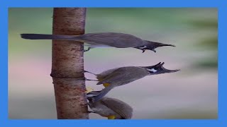 Bird world, wonderful birds, when birds get angry, do you like birds screenshot 5