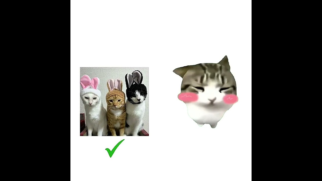 cat - YouTube