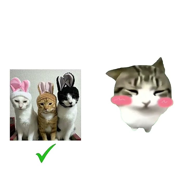 catです！ cat - YouTube