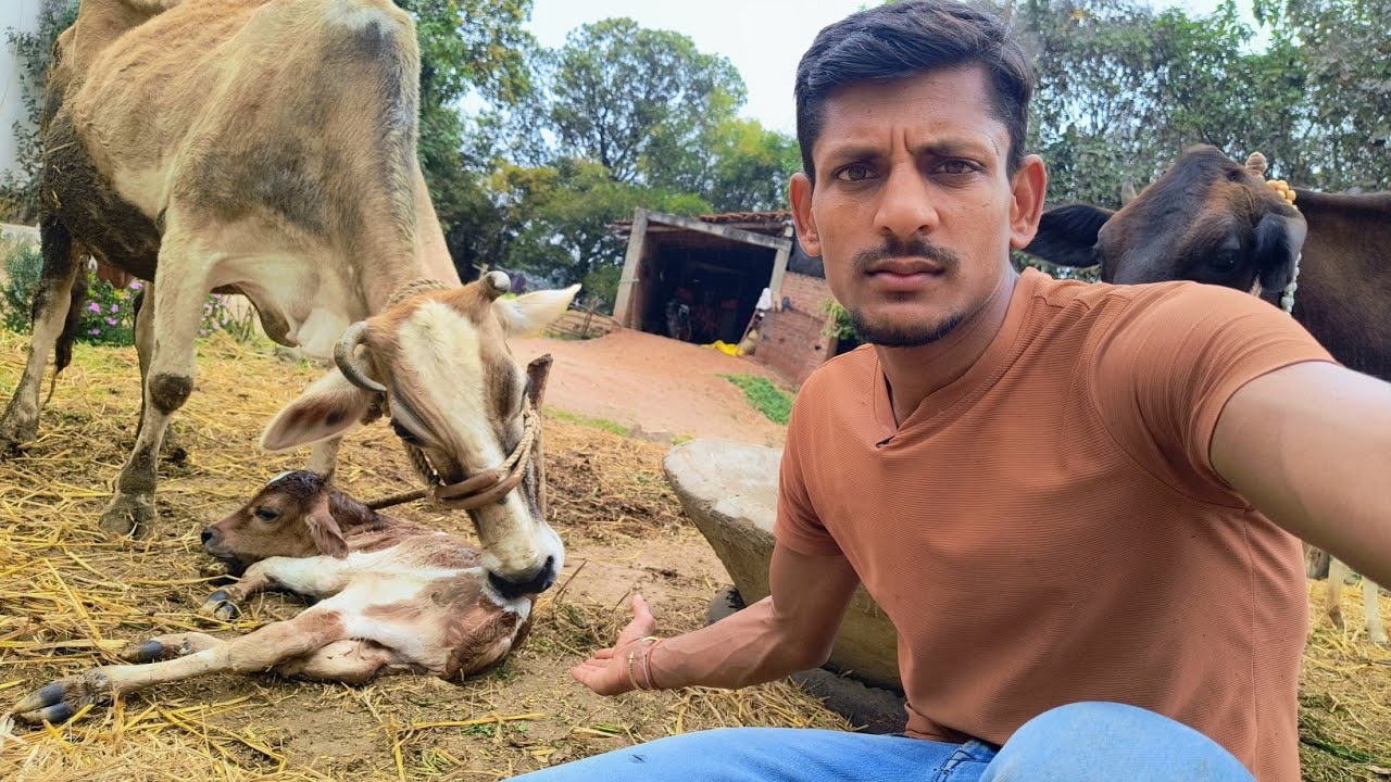 Finally अपनी तीसरी गाय ने बच्चा दे दिया