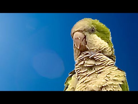 Sound of parakeets singing in the wild