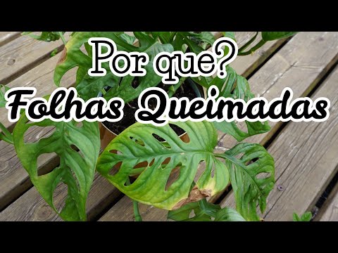 Vídeo: Doenças De Monstera: Causas Das Principais Doenças De Monstera. O Que Fazer Se As Folhas De Monstera Ficarem Amarelas Ou Pretas? Cuidados Com Plantas E Tratamento Em Casa