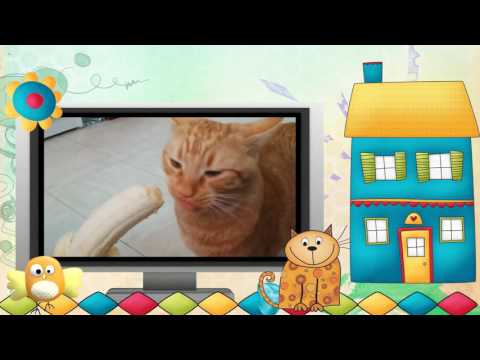 Видео клип.Коты и другие... Серия 9. #Видео #клип #Коты и другие