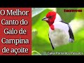 Canto do Galo-de-Campina de Açoite 🐦 Melhor Canto de compasso / Bird singing in nature 🥰 birdsound