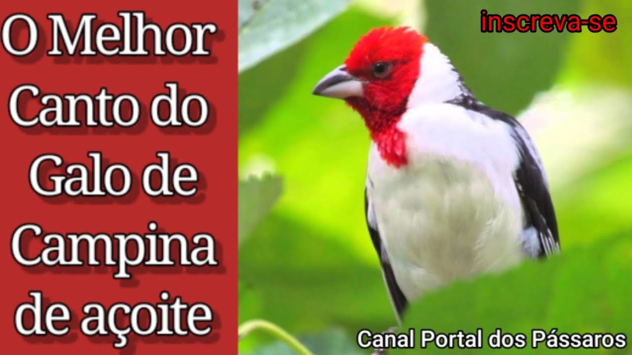 Canto do Galo-de-Campina de Açoite 🐦 Melhor Canto de compasso / Bird singing in nature 🥰 birdsound