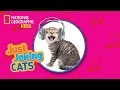 Cats and Snow Leopards Trivia