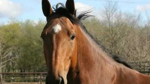 Kizoa Video Editor - Movie Maker: sample 2