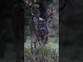Last Light Buck #monsterbuck #whitetail #bucks #deer #hunting #deerhunting #hunt #moultrie