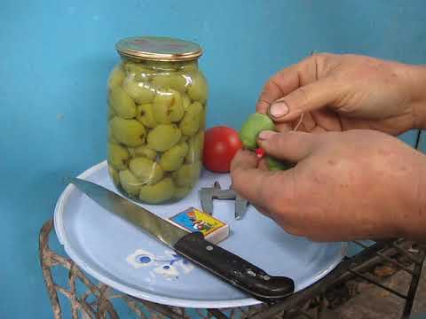 Video: Actinidia Di Kebun Saya