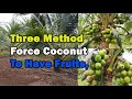 Three Method That Force Coconut To Have Fruits I Fertilizer and Watering Coconut at Hot Season.