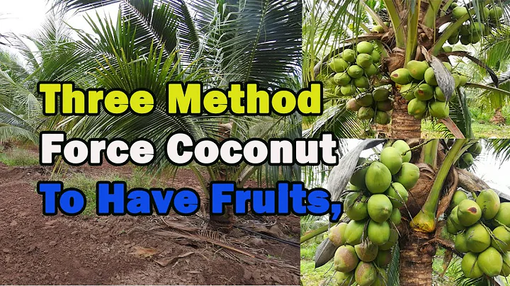 Three Method That Force Coconut To Have Fruits I Fertilizer and Watering Coconut at Hot Season.
