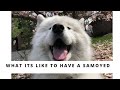 What its like to have a SAMOYED!