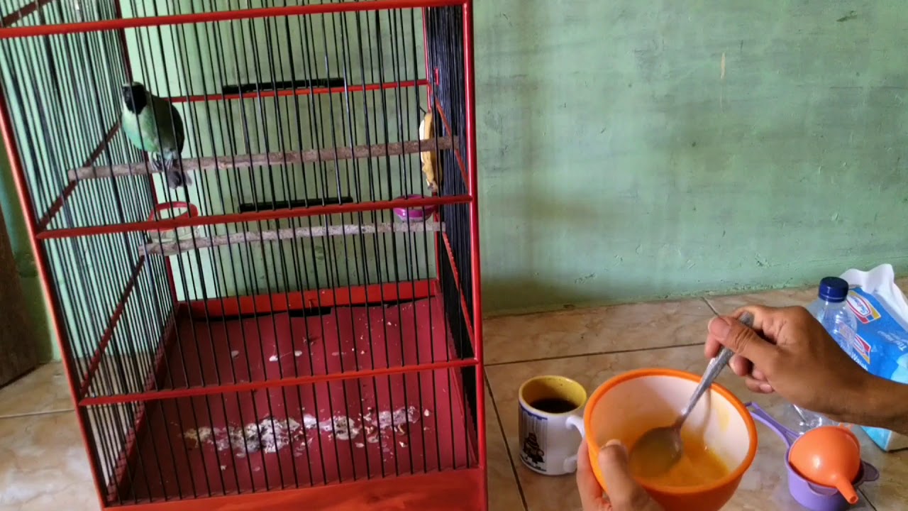 JAMU GENDENG !!! bikin CUCAK IJO MONCER BONGKAR ISIAN - YouTube