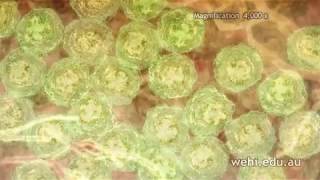 Clonal Selection and Humoral Immunity