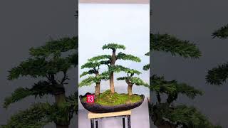 Podocarpus Bonsai With Forest Style