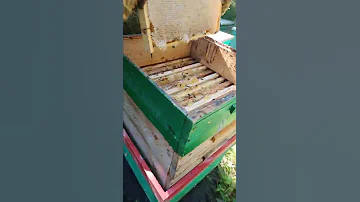 Сколько мёда приносит пчела Бакфаст.