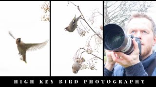 High Key Wildlife Photography | Waxwings