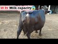 18 ltr milk capacity  banni buffalo   high milking    bani viral