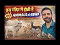 Jodhpur ke Bishnoi – Jahan Deer aur Cows ko Bhagwan ki tarah seva milti hai 🦌🐄