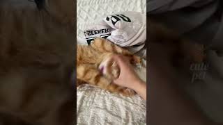 try not to laugh #pets #petsoftiktok #cat #cats #catsoftiktok #dog #dogs #dogsoftiktok