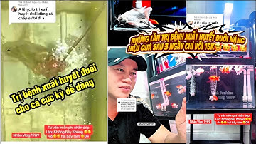 Trị Bệnh Xuất Huyết Đuôi Cho Cá Koi + Chép Sư Tử + Phi Tần Rất Nặng - Hiệu Quả Dễ Làm Rẻ Tiền.
