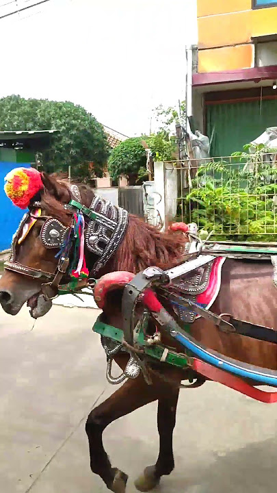 Kuda Delman Istimewa