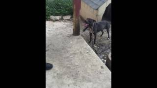 Losoyas Roscomiss Rosco T-Bud