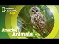 Spotted Owl Characteristics and Behavior