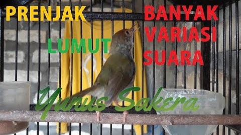 Si Kecil Suara Pedas | Prenjak Lumut Gacor Volume +++