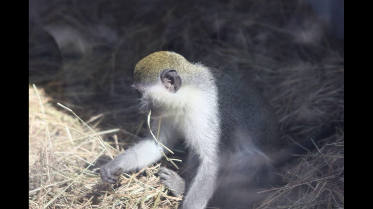 Atatürk Orman Çiftliği Hayvanat Bahçesi