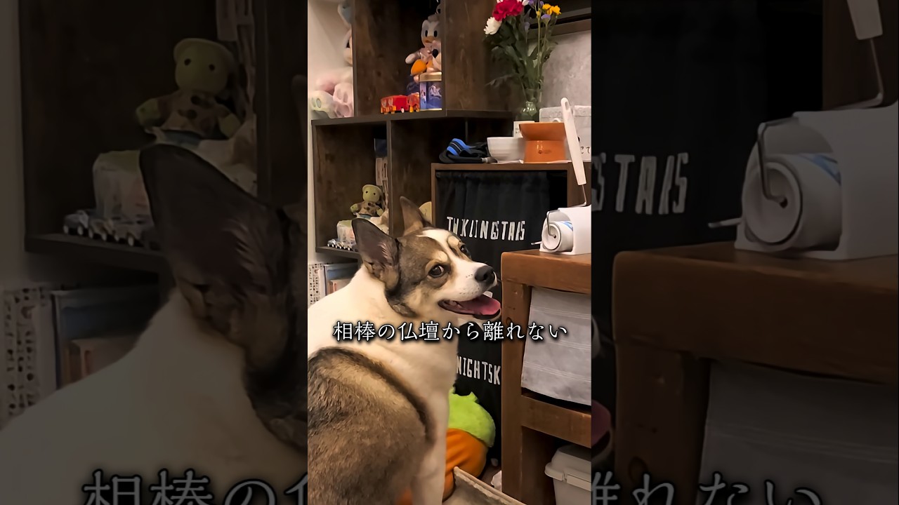 亡きこてつの仏壇から離れないもみじ#shorts