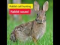 Rabbit Hunting Call Rabbit Call To Attract Rabbits Rabbit Hunting Sound Rabbit Sound Mp3 Subscribe 
