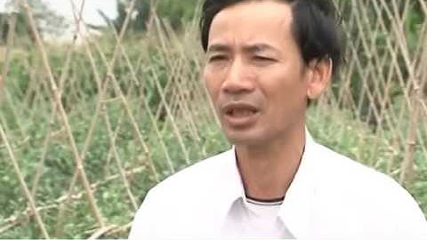 Kỹ thuật trồng cà chua ghép trên gốc cà tím