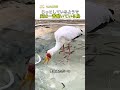 じっとしている / ようで実は一番働いている鳥 #猫のいる暮らし #ねこたんの解説 #歴史
