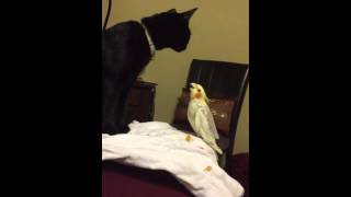 Cockatiel George Singing To Kitten Pattie Labelle