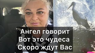 АНГЕЛ ❤️ЛЮБОВЬ СВАДЬБА УДАЧА - ПОСЛАНИЕ СВЫШЕ☝️🙏🌹🌹🌹#ангел #tarot