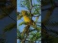 Northern Yellow Warbler
