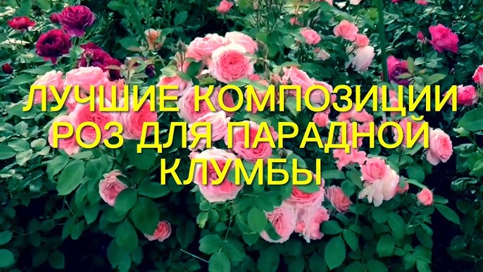 Әйелдер дәретханасындағы жасырын камера томпақ порно Секілді порно