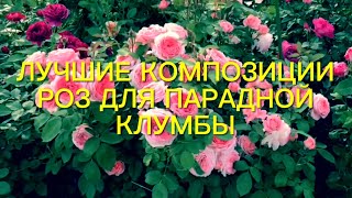 видео: Розы. Сладкие парочки моего сада.  Лучшие розы для парадной клумбы. Надежные и …..🌹🌹🌹 картинка: Розы. Сладкие парочки моего сада.  Лучшие розы для парадной клумбы. Надежные и …..🌹🌹🌹