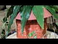 Maasai house school project|| simple house making|| 🏡||Best out of waste activity||DIYcraft