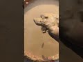 #dirt #and #cleanliness #video #for #kids