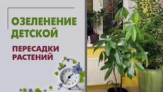 видео: Озеленение детской. Пересадки растений. Шеффлеры, пахиры, фикусы, сингониум, алоказии. Сентябрь 2023 картинка: Озеленение детской. Пересадки растений. Шеффлеры, пахиры, фикусы, сингониум, алоказии. Сентябрь 2023