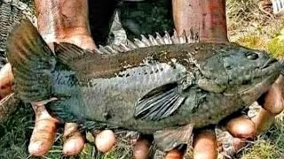 দেশীয় মাছের রাজ্য! সবচেয়ে কমদামে আড়িয়াল বিলের মাছ! মুন্সিগঞ্জ সিরাজদি খান, তুলসীখালী আড়ৎদে।Fishing