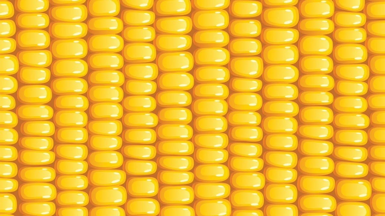 Corn Streaming Corn Live Stream - YouTube