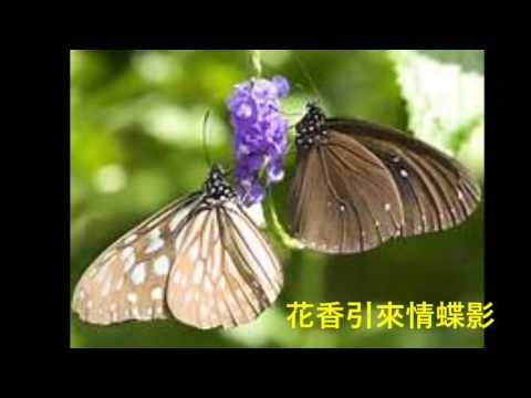 老方老歌集  百花亭之戀