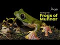 Saving the frogs of munnar