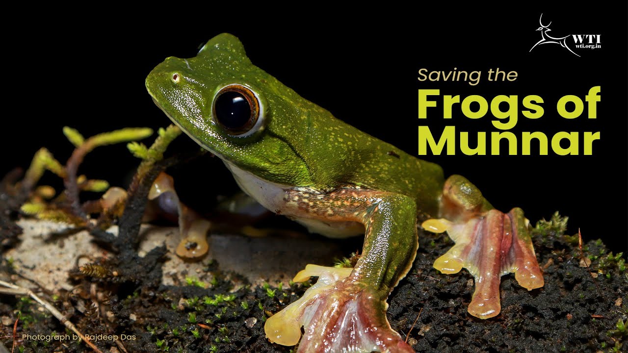 Saving the Frogs of Munnar