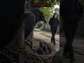 This Bird Can Hold Grudges