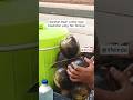 Buah Lontar #buahlontar #lantar #videoshort #buahlangka #fruits
